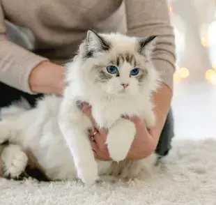 Los Ragdoll son conocidos por su carácter relajado y su apego hacia sus humanos. 