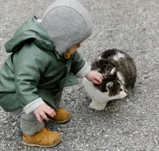 Gracias a un estudio, se sabe que los gatos aprenden más rápido que un bebé.