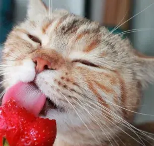 La frutilla en su estado natural no es tóxica para los gatos.