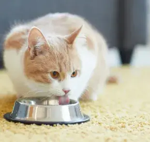 En condiciones normales, un gato promedio necesita consumir entre 50 y 100 mililitros de agua.