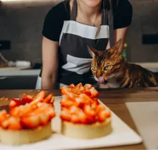 Aunque solemos asociar a los gatos con un platito de leche, la mayoría de ellos son intolerantes a la lactosa.