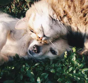 A diferencia de las perritas, las gatitas no sangran.