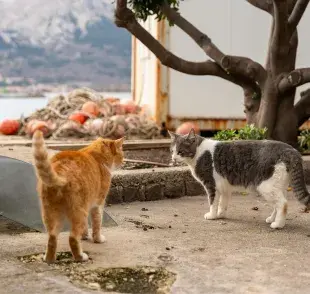 Los gatos "hablan" mediante sus colas. Préstales atención.