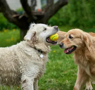 No todos los juguetes son aptos para los perros. Algunos contienen sustancias dañinas.