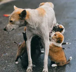 Las perras cuando son mamás primerizas suelen alejarse del mundo.