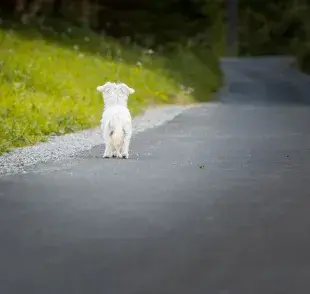 Los perros recuerdan rutas, puntos de referencia y caminos que han recorrido anteriormente. 