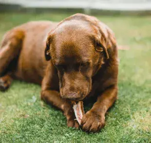 Otro error frecuente es ceder a la insistencia del perro y ofrecerle más comida.