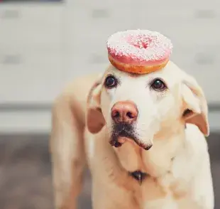 El azúcar en pequeñas cantidades no es tóxico para los perros, pero eso no significa que sea un buen alimento.