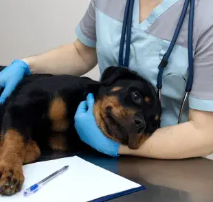 La mejor manera de prevenir el moquillo es asegurarte de que tu perrito reciba sus primeras vacunas 