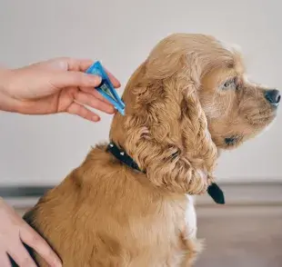 Estos comportamientos a menudo desaparecen tan pronto como los perros dejan de ser observados.