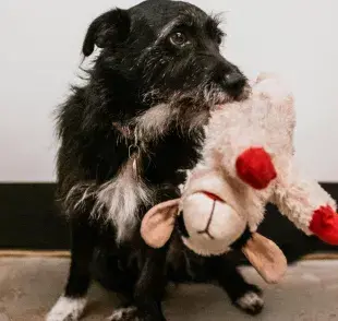 Los perros no saben de figuras geométricas, mas bien, son de texturas.