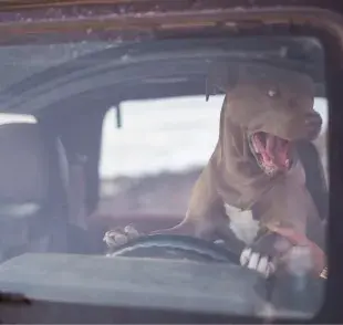 El primer motivo para no llevar a tu perro adelante tiene que ver con su seguridad. 