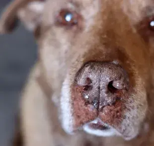  Los suplementos pueden ser una forma de ayudar a tu perro a mantenerse saludable.