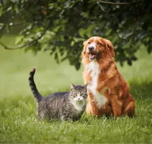 Los alimentos que una mascota ingiere pueden afectar directamente a su sistema nervioso y emocional. 