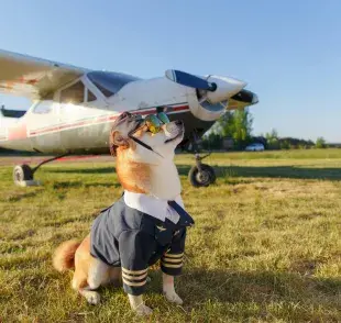 Algunas aerolíneas no recomiendan que viajes con ciertas razas de perros.