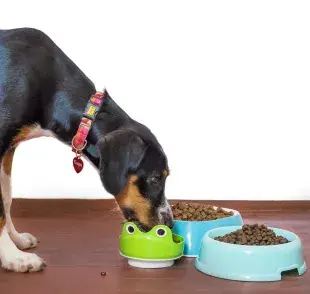  ¿Por qué es importante que tu perro coma únicamente su comida?