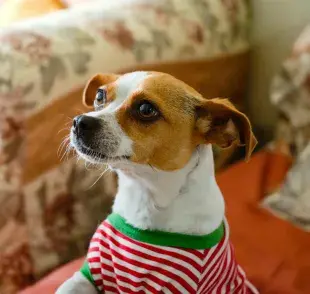 Un perro puede llenar un gran vacío