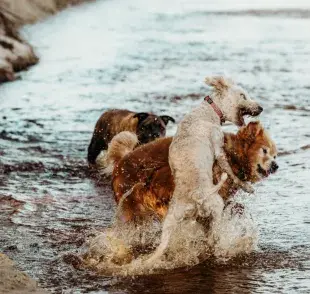 Algo curioso es que los perros domésticos suelen aparearse durante todo el año.