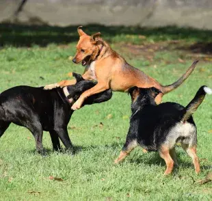 El apareamiento en los perros es un proceso natural, pero también delicado. 