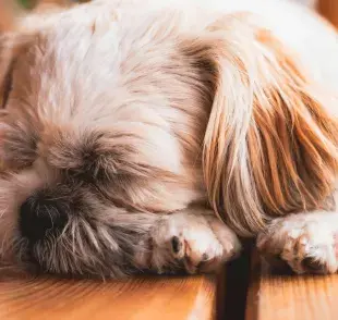 Los ronquidos de tu perro podrían deberse a problemas de salud. 