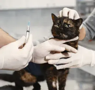 La vacuna trivalente es también conocida como triple felina.