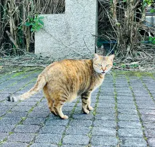 Las gatas pueden quedar embarazadas desde su primer celo a los 6 meses