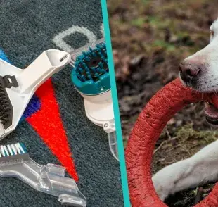 Accesorios básicos para perros para facilitarte la vida