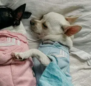 La cama de tu perro tiene que ser 20% más grande que él.