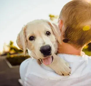 Razones por las cuales deberían castrar a tu perro 