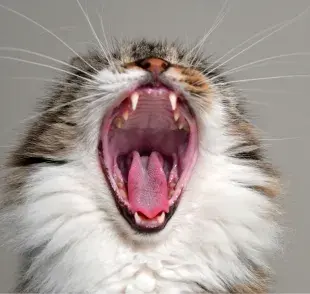 La gingivitis puede provocar la pérdida de dientes en los felinos