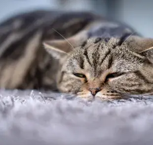 Los gatos, a diferencia de los perritos, suelen ocultar cuando se sienten mal. 