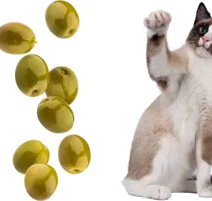 La buena noticia es que las aceitunas no son tóxicas para los gatos