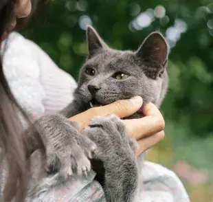 A veces el que tu gato te ataque no quiere decir que le caigas mal.