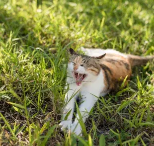 El gato del pajonal (Leopardus pajeros) es un pariente lejano de nuestros felinos domésticos.