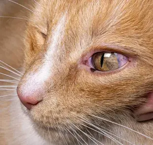 El linfoma cutáneo felino, una forma de cáncer que afecta a la piel de los gato.