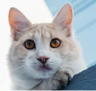 Si tu gato tiene los ojos rojos se pueden tratar de conjuntivitis.