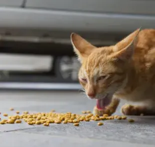 Muchos gatos, especialmente si son muy comelones, tienden a engullir su comida. 