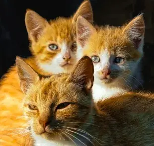 Los gatos naranja son conocidos por su carácter feliz y desenfrenado.