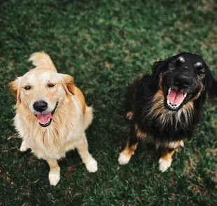 Los perros llegan a tener un lazo muy especial con su dueño, parecido al amor.