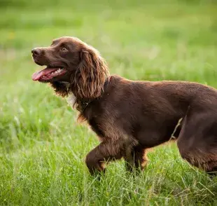 Los peludos alcanzan la madurez sexual entre los seis y doce meses de edad.