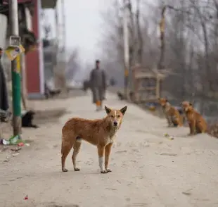 Hoy en día, se estima que hay más de 300 perros viviendo en la zona de exclusión