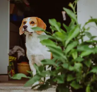 Coloca las plantas en macetas pesadas o colgantes para evitar que las tiren accidentalmente.