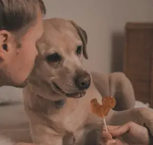 La diabetes en perros y gatos se experimenta diferente. Atención a estos síntomas.