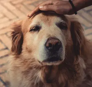 Si tu perro ya necesita ayuda hasta para ir al baño, es hora de hablarlo con tu veterinario.