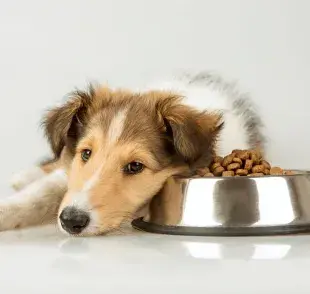  Los días muy calurosos pueden reducir el hambre de tu perro.