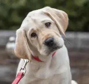 Lo primero que hay que resaltar es que el cerebro de un perro es muy parecido al de las personas.