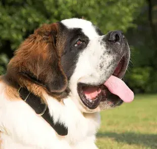 ¿Qué fue del perro “Beethoven”, el adorable San Bernardo del cine?