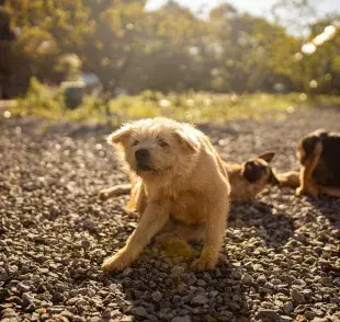 Es muy importante desparasitar a tu perro cada determinado tiempo.