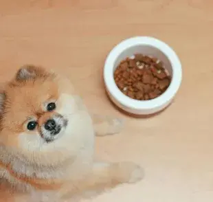 Los perros dejan de comer por problemas renales o digestivos.