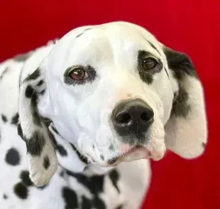 Si tu perro tiene los ojos rojos, puede tratarse de una alergia.